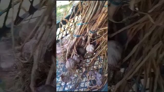 чеснок готов пора обрезать.😂😂😂 смотреть онлайн