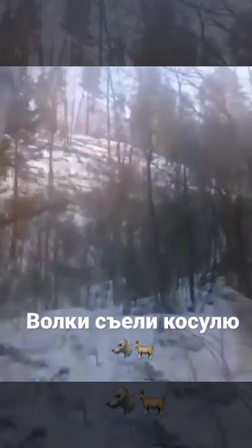 Волки съели косулю смотреть онлайн