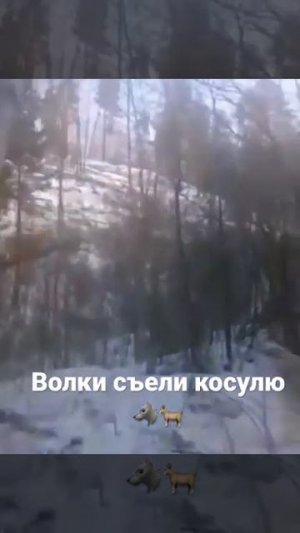 Волки съели косулю