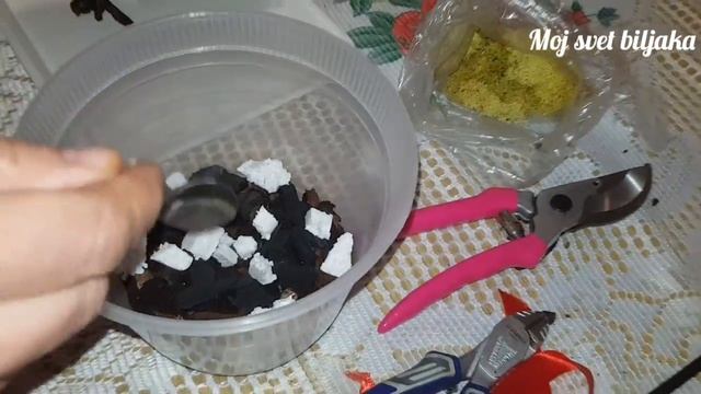 Trulež korena i rizoma orhideja simtomi bolesti смотреть онлайн