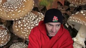 Области применения пантерного мухомора. Профанации "Грибных гуру"