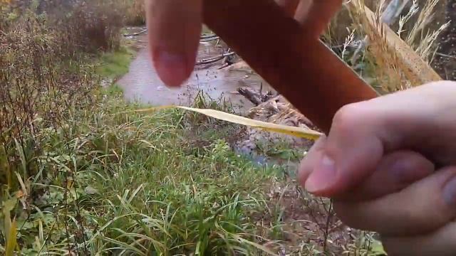 Typha latifolia / bulrush / cooper's reed / common cattail / Чакан смотреть онлайн