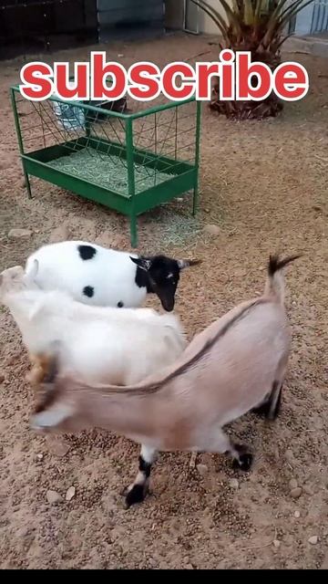 goat first meeting#short#shorts#youtube #viralshort #youtbeshort# animals смотреть онлайн