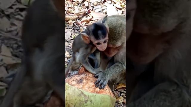 Dakota Teach Dalia eat Coconut#Vs@3k989 смотреть онлайн