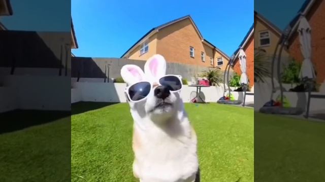 пупи пупи пупи пу смотреть онлайн