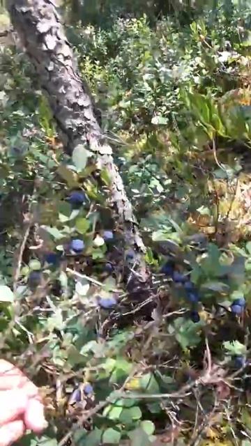 3 ведра голубики 20-21 июля смотреть онлайн