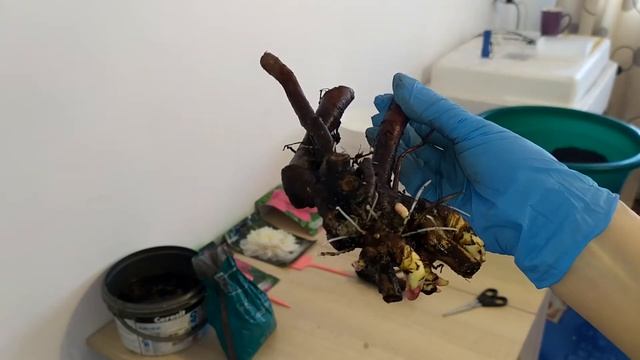 #Пионы#Зимняя передержка до весны# смотреть онлайн