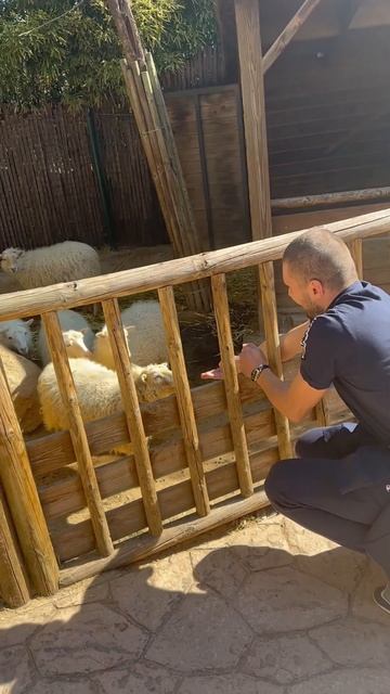 Овцы🐑 Парк-Фауна Вальдебернардо в Испании🇪🇸Мадрид🔥 #2023 #lorik #nature #zoo #fauna смотреть онлайн