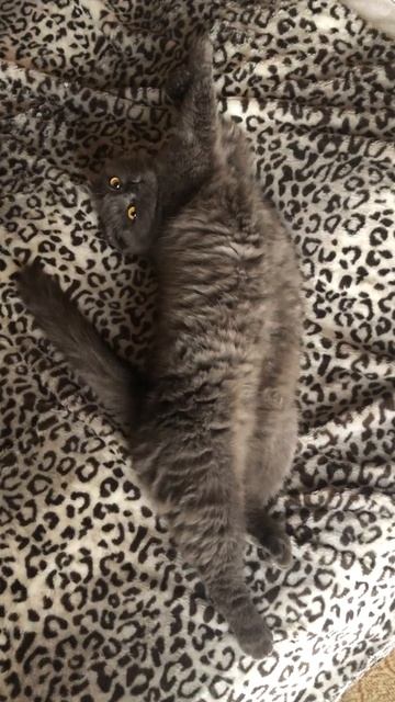Пума уже не та! Алиса потягушки, вот кому жизня. Кошка Алиса на гепардовом покрывале смотреть онлайн