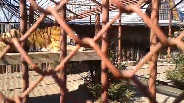 Тигр обедает смотреть онлайн