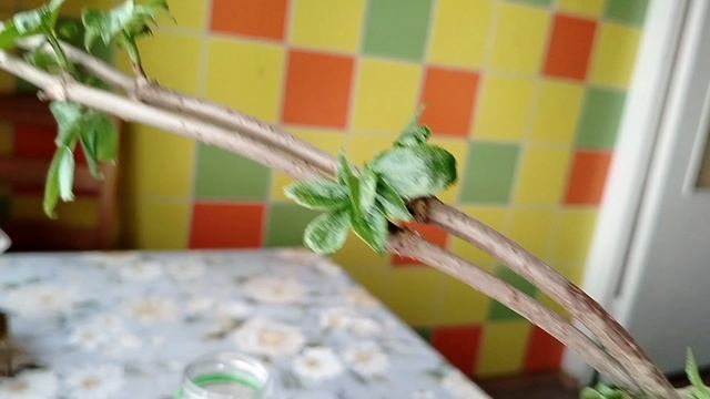 Сажаю Бузину чёрную колоновидную сорта 'Обелиск' (Sambúcus nígra Obelisk) 2025 смотреть онлайн