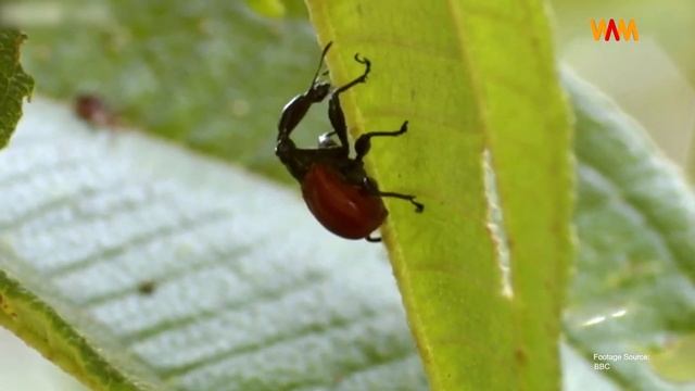 Unbelievable! Discover 6 Bizarre Creatures and Trees Only Found in Madagascar смотреть онлайн