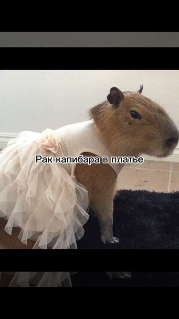 Какая ты капибара по знаку зодиака 3 часть смотреть онлайн