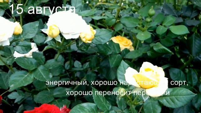 Лимон Помпон смотреть онлайн