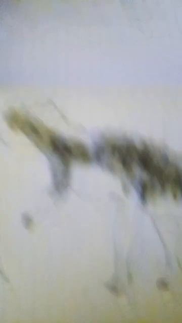 a drawing of a dinosaur смотреть онлайн