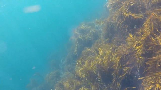 Happy Seal ZOOMIES смотреть онлайн