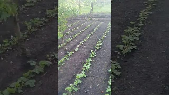 Клубника смотреть онлайн