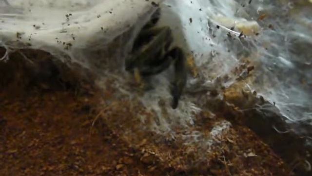 TARANTULA COLLECTION FEEDING VIDEO #3 смотреть онлайн