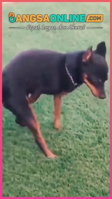 anjing lagi ngocok#shorts смотреть онлайн