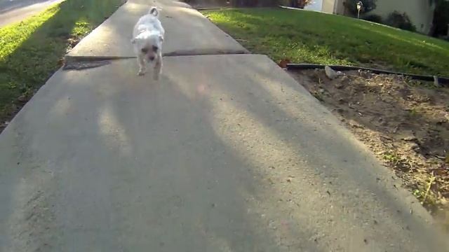 Sushi dog смотреть онлайн