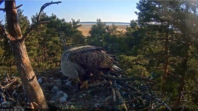 Feeding смотреть онлайн