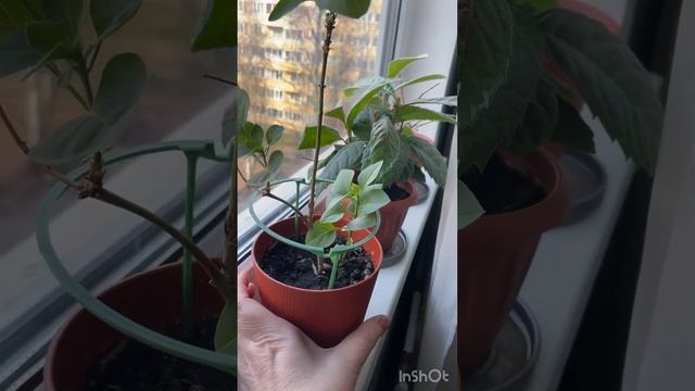 Лаванда и Незабудка 25 марта 2025г.