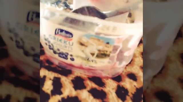 BarankaCat: Scottish fold cat eats yogurt. смотреть онлайн