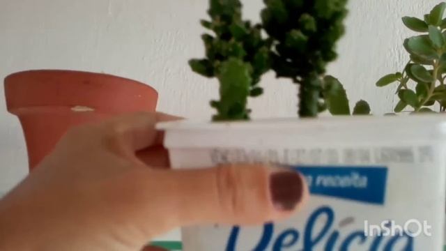Plantas no quintal, meus cactos e minhas suculentas. смотреть онлайн