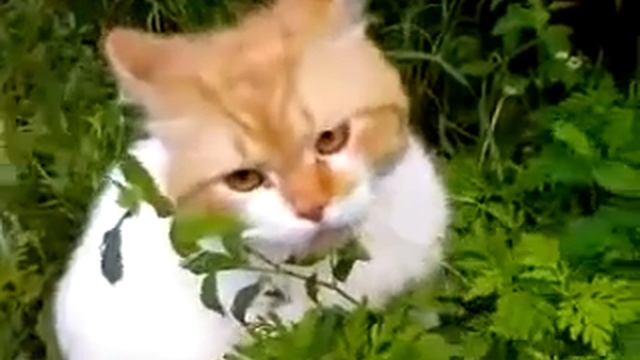 Никогда, слышишь, никогда не зли кота! смотреть онлайн