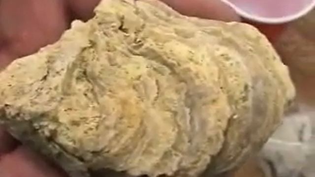 Austrian Fossil Samples смотреть онлайн