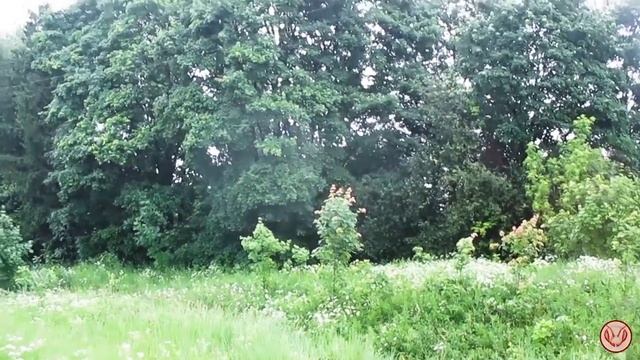 Ловушки на рои из ППС рамочные. Сравниваем со скрученными колодами смотреть онлайн