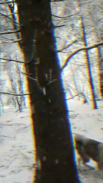 Русская охота .Охота на куницу