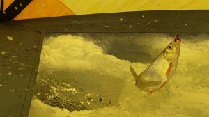 ЛУЧШАЯ МОРМЫШКА НА ЕЛЬЦА