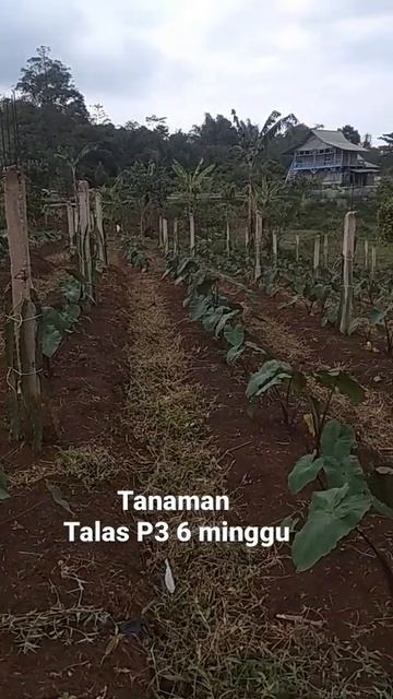 Tanaman Talas Pratama3 смотреть онлайн