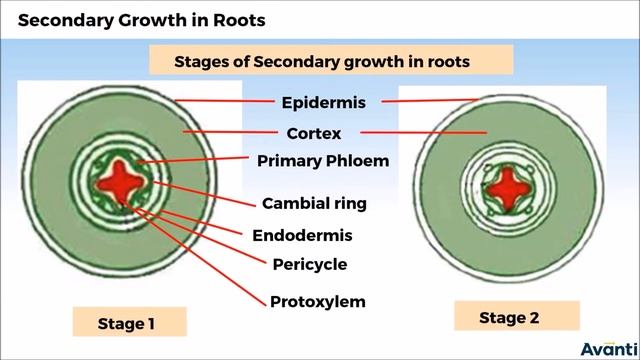 7. 11B06.4 CV3 Secondary Growth in Roots смотреть онлайн