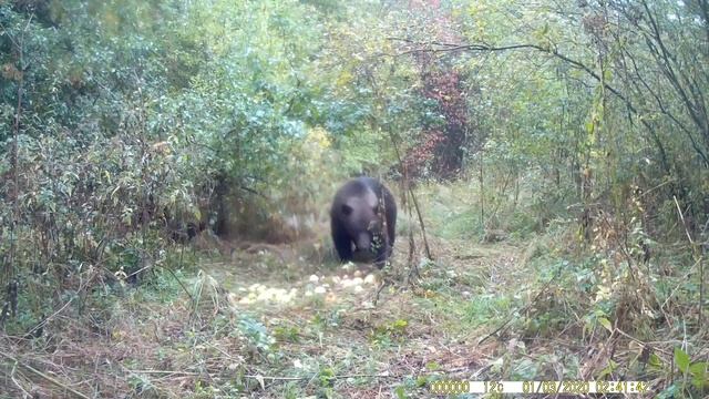 Медведи днем, сентябрь 2023 год. смотреть онлайн