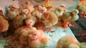 Голошейка (Испания)