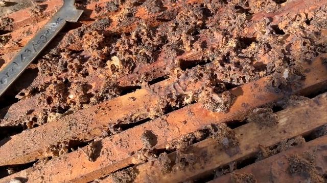 ПЧЕЛИНАЯ ВОСКОВАЯ МОЛЬ. смотреть онлайн