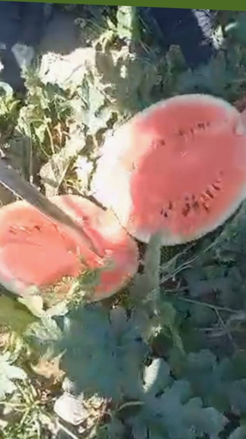 Арбузы оптом из Ирана.