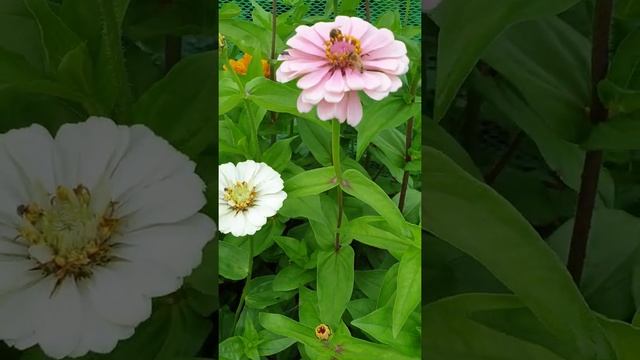 FLOWERS CAN DANCE !!! Amazing nature / Beautiful blooming flower time lapse video||#arpitachiranjit смотреть онлайн