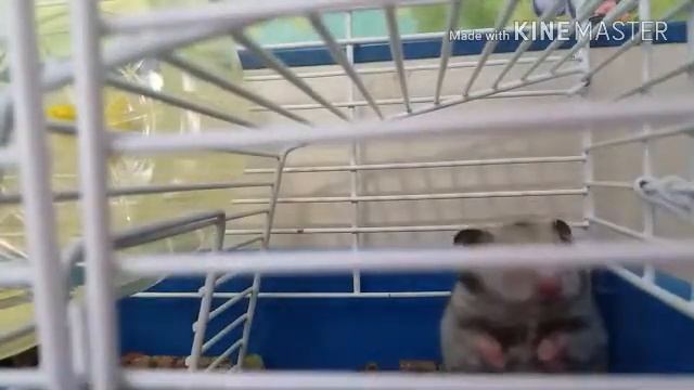 Мой хам'як семячка смотреть онлайн