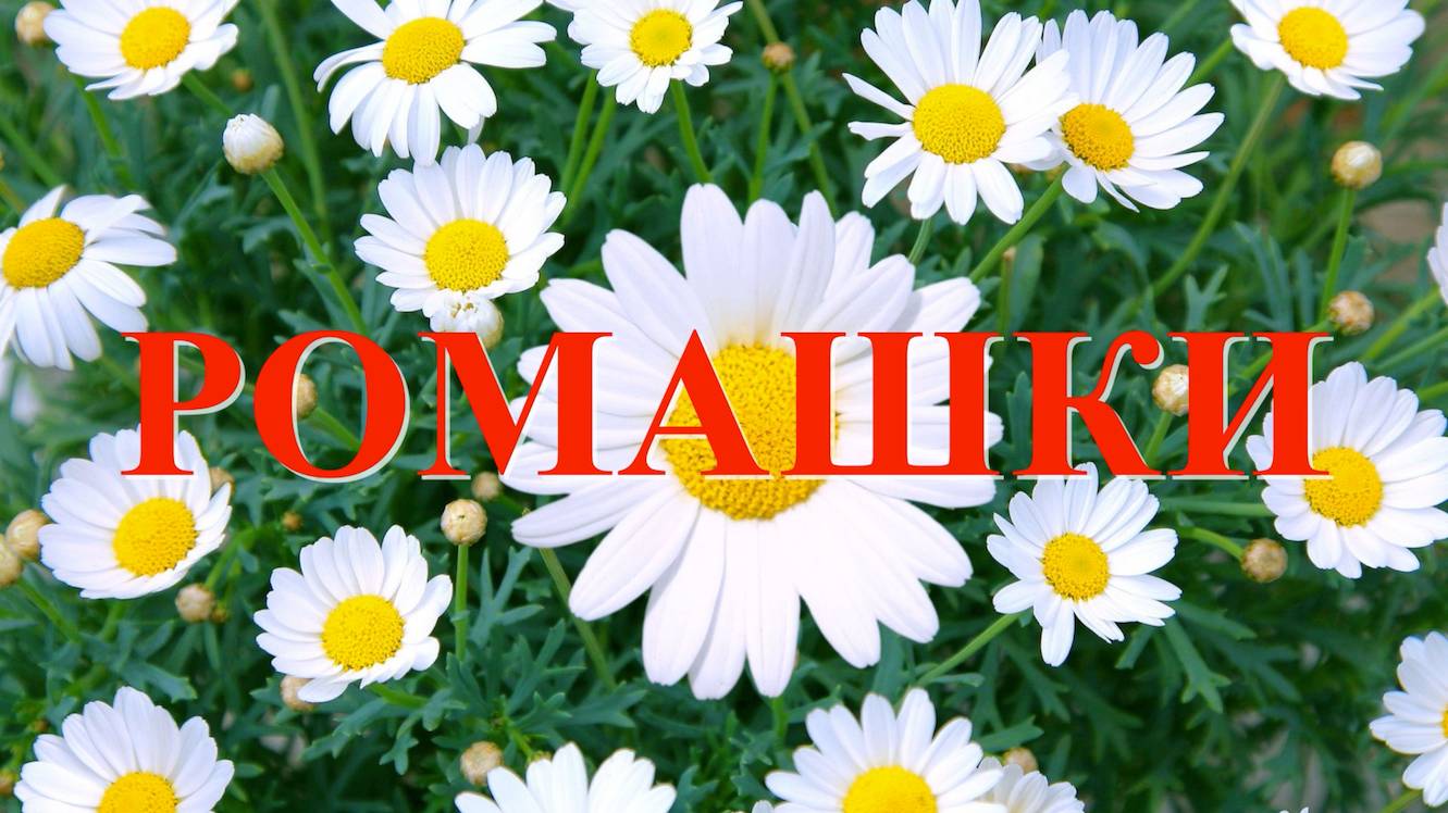 Ромашки
