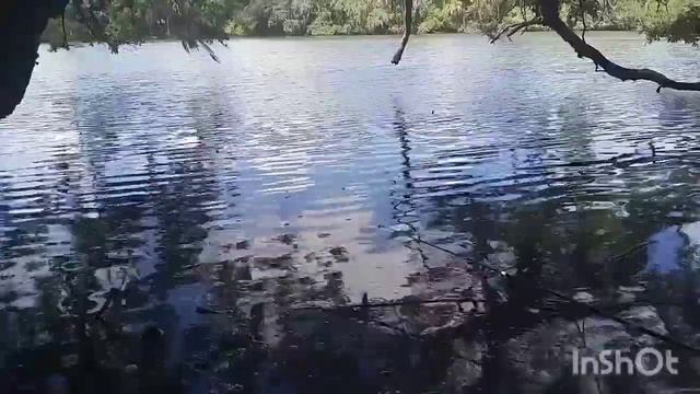 Big Bluegill Fishing in a Lake in The Woods смотреть онлайн