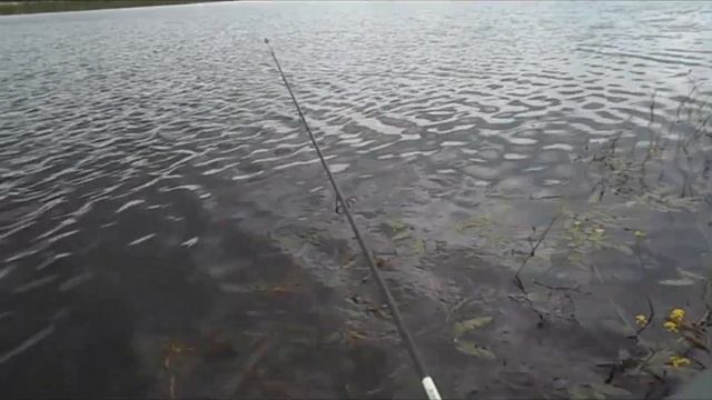 Живец вместо блесны.