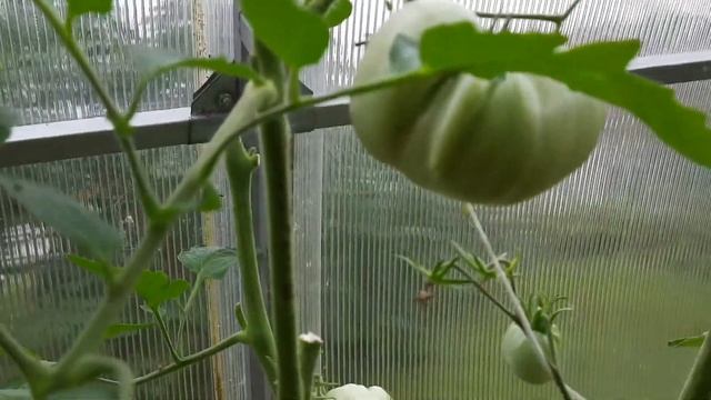 СОРТОВЫЕ ТОМАТЫ 2021.ЧТО ВЫРОСЛО,ТО ВЫРОСЛО. Ч.2 смотреть онлайн