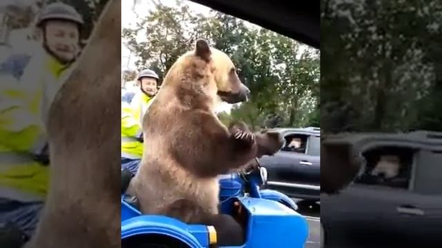 Медведь в городе...Миша!!! смотреть онлайн