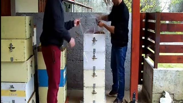 Οξικό οξύ nosema avi смотреть онлайн