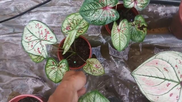 Kinh nghiệm trồng môn Caladium Strawberry Star: tại sao lá bị xanh ít trắng? смотреть онлайн