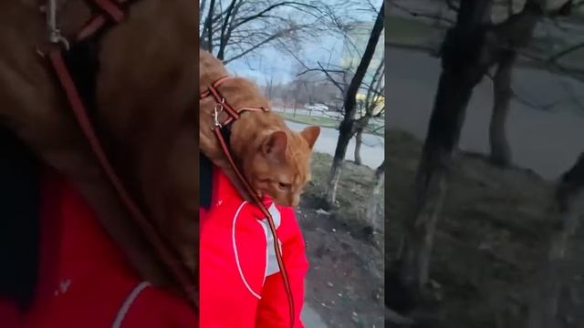 Важная прогулка😽 смотреть онлайн