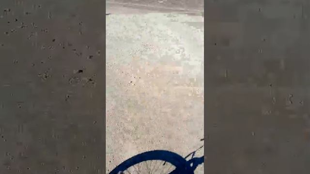 лиса на дароге